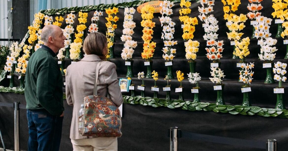 Entries open for Cornwall's 2026 Spring Flower Show