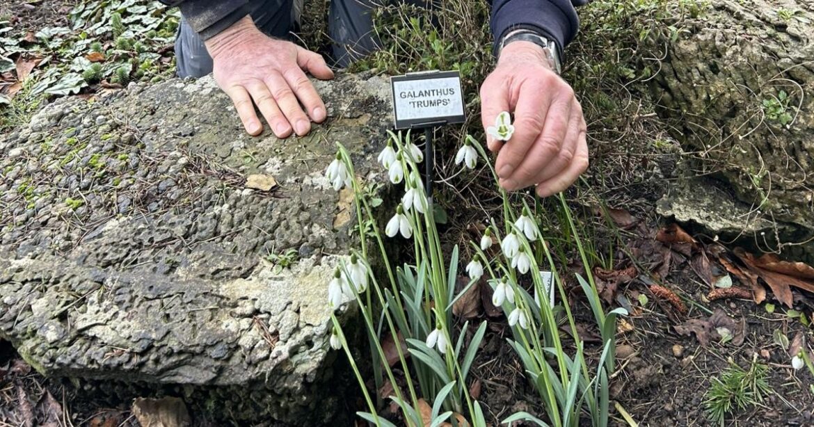 Snowdrop garden in Guisborough opens this weekend