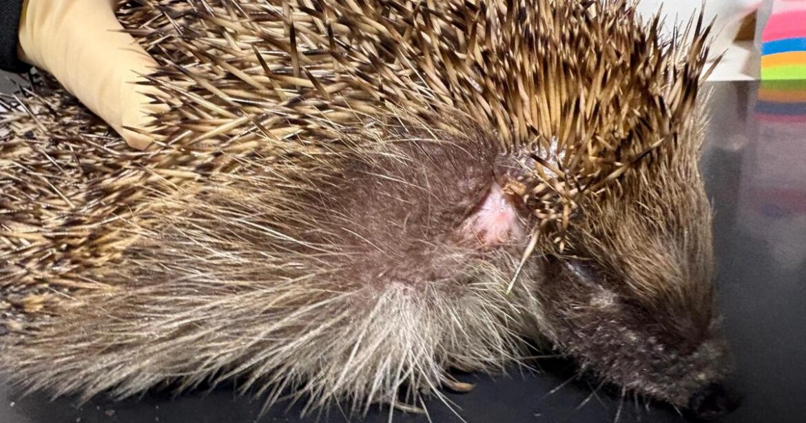 Gardeners urged to check for hedgehogs before strimming