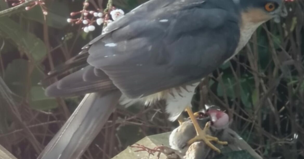 West Sussex man spots sparrowhawk in his garden