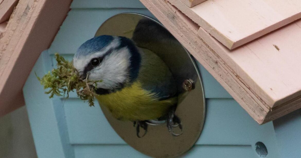 Garden Centres encouraging people to install nestboxes