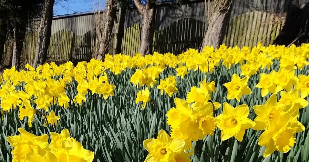 T&A gardening columnist advises on planning for a drought