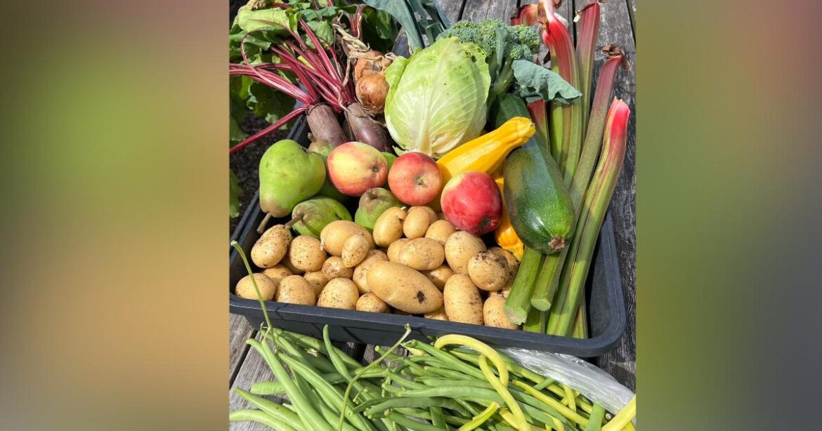 Trafford plan puts allotments at heart of communities