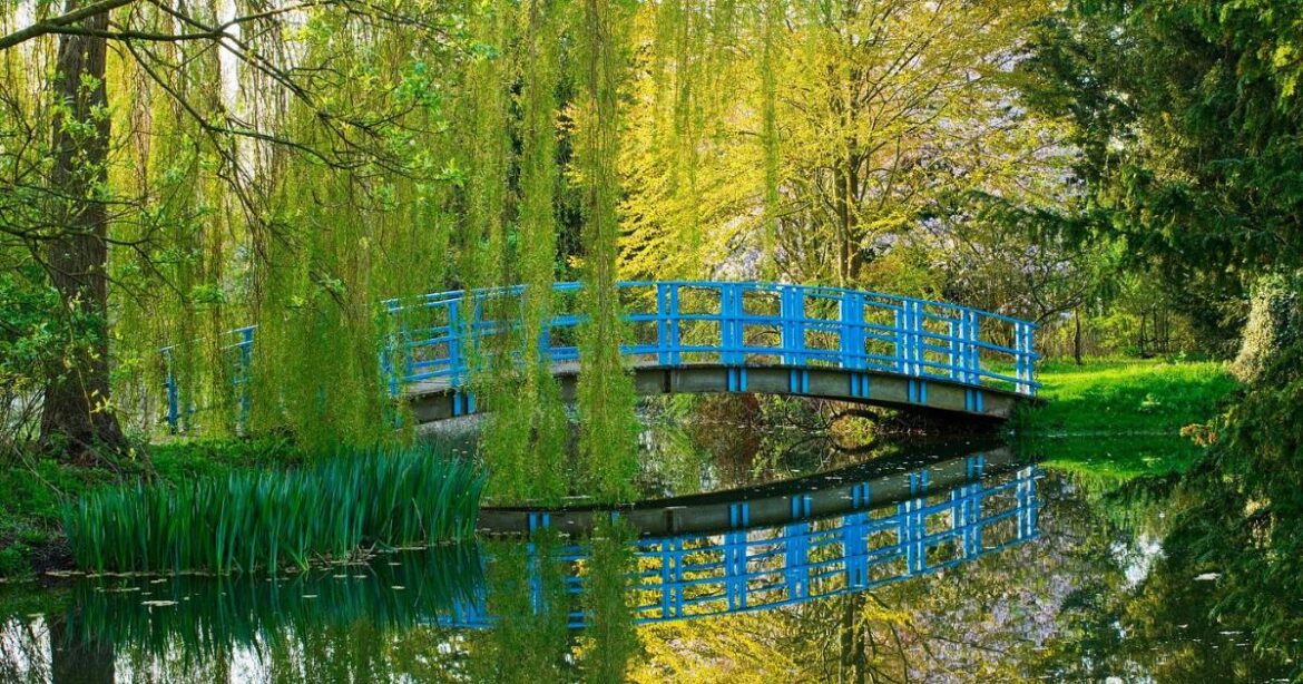 Beautiful Oxfordshire garden among UK’s best for snowdrops Beautiful Oxfordshire garden among UK's best for snowdrops