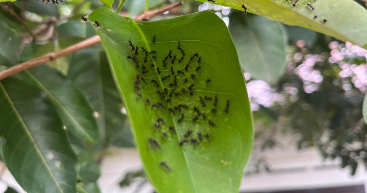 Smells Brits urged to add to gardens to deter ants Smells Brits urged to add to gardens to deter ants
