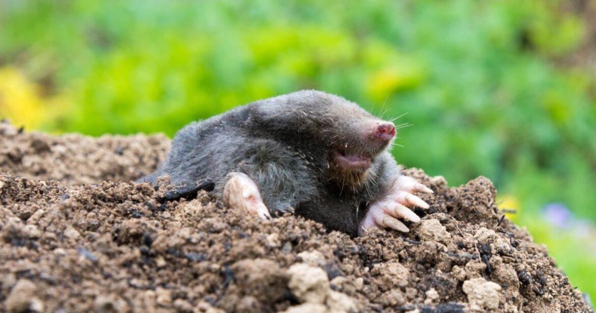 Moles wreaking havoc in UK gardeners lawns amid wet weather Moles wreaking havoc in UK gardeners lawns amid wet weather