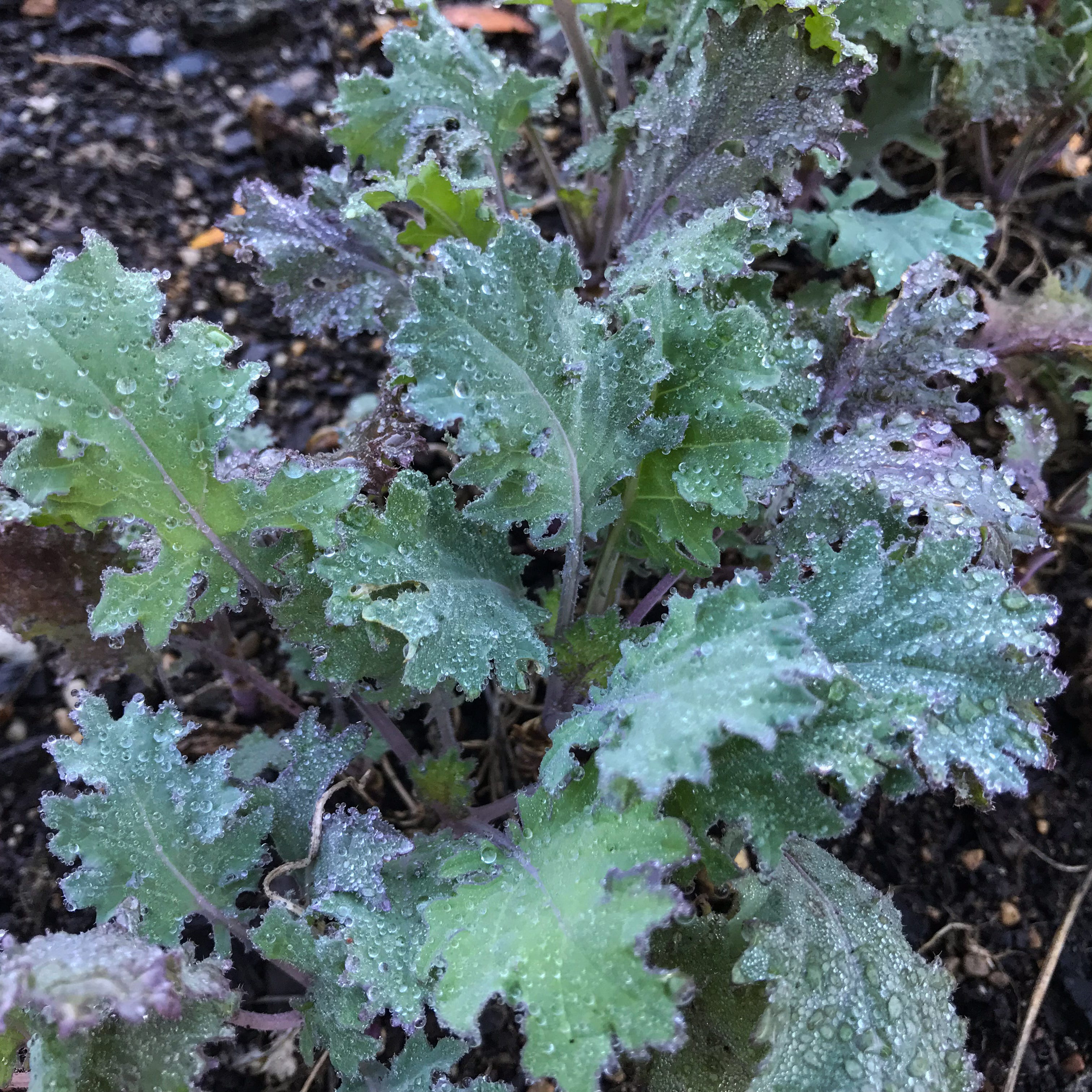 first things to plant early spring kale