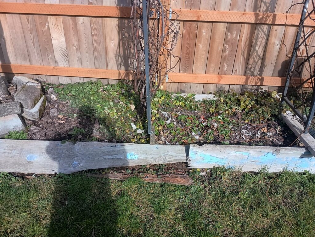 Will this vine climb up on my grapes, trees, and roses too?