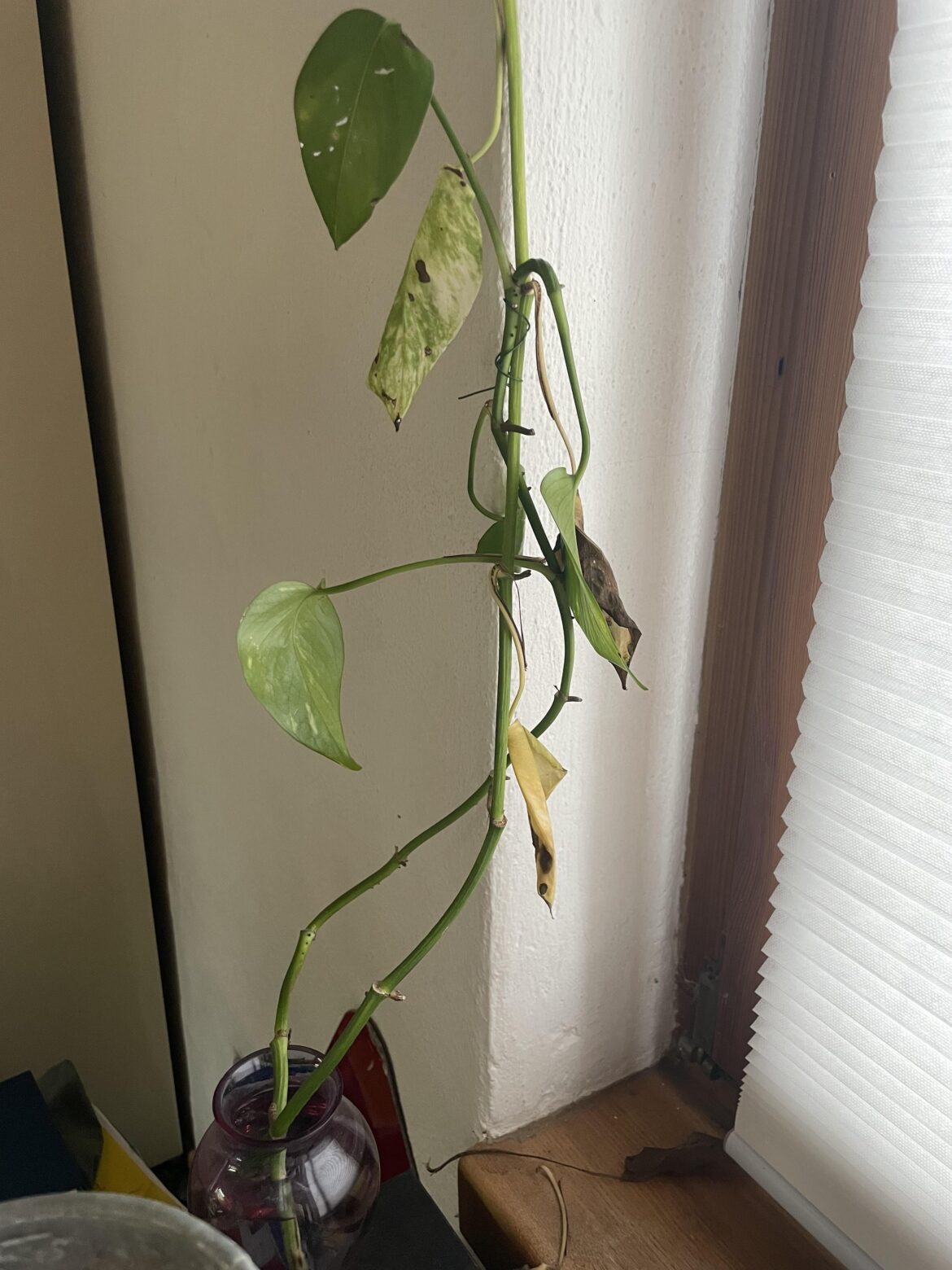 this plant keeps loosing leaves and i dont know why
