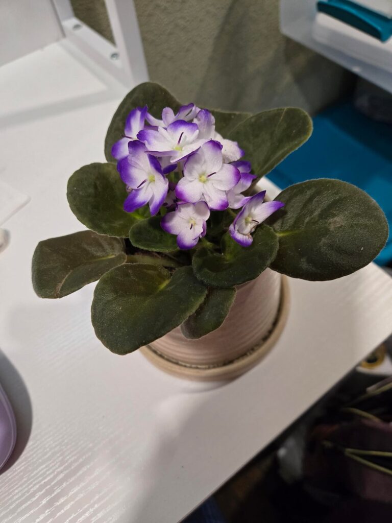 My first African Violet!