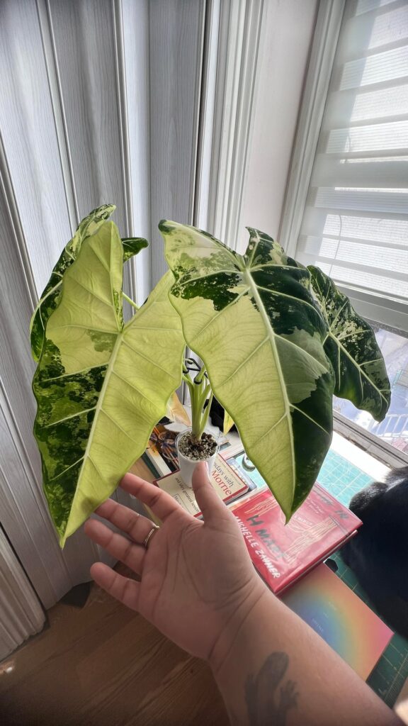 Just a leaf appreciation post :)