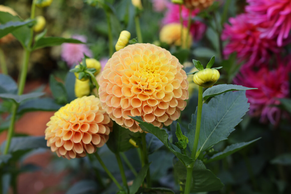 Rounding up spring 2026 gardening events around Bellingham