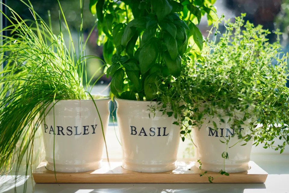 Windowsill herbs (Alamy/PA)