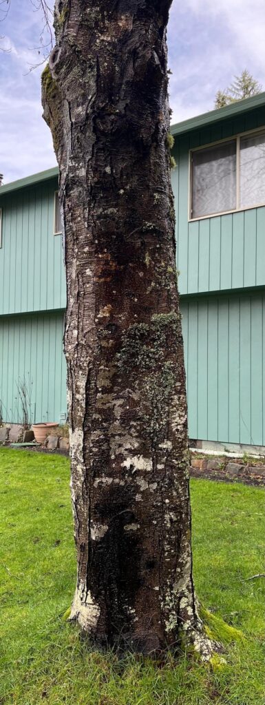 Does this tree need to be removed?