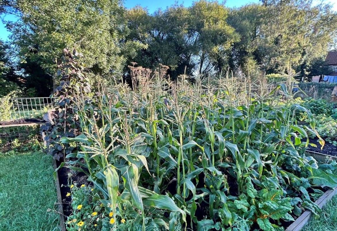 Gayton gardener Jamie Marsh on starting your gardening adventure