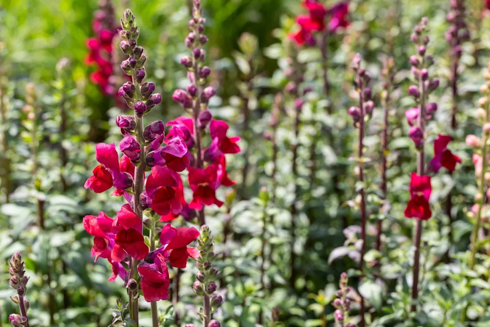 pink snapdragon in garden