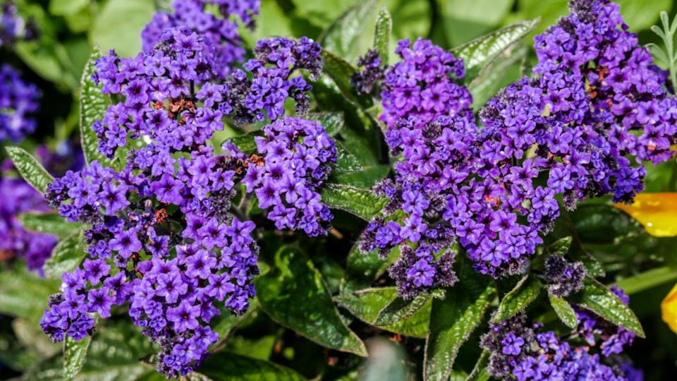 Garden Heliotrope (Heliotropium arborescens) in garden