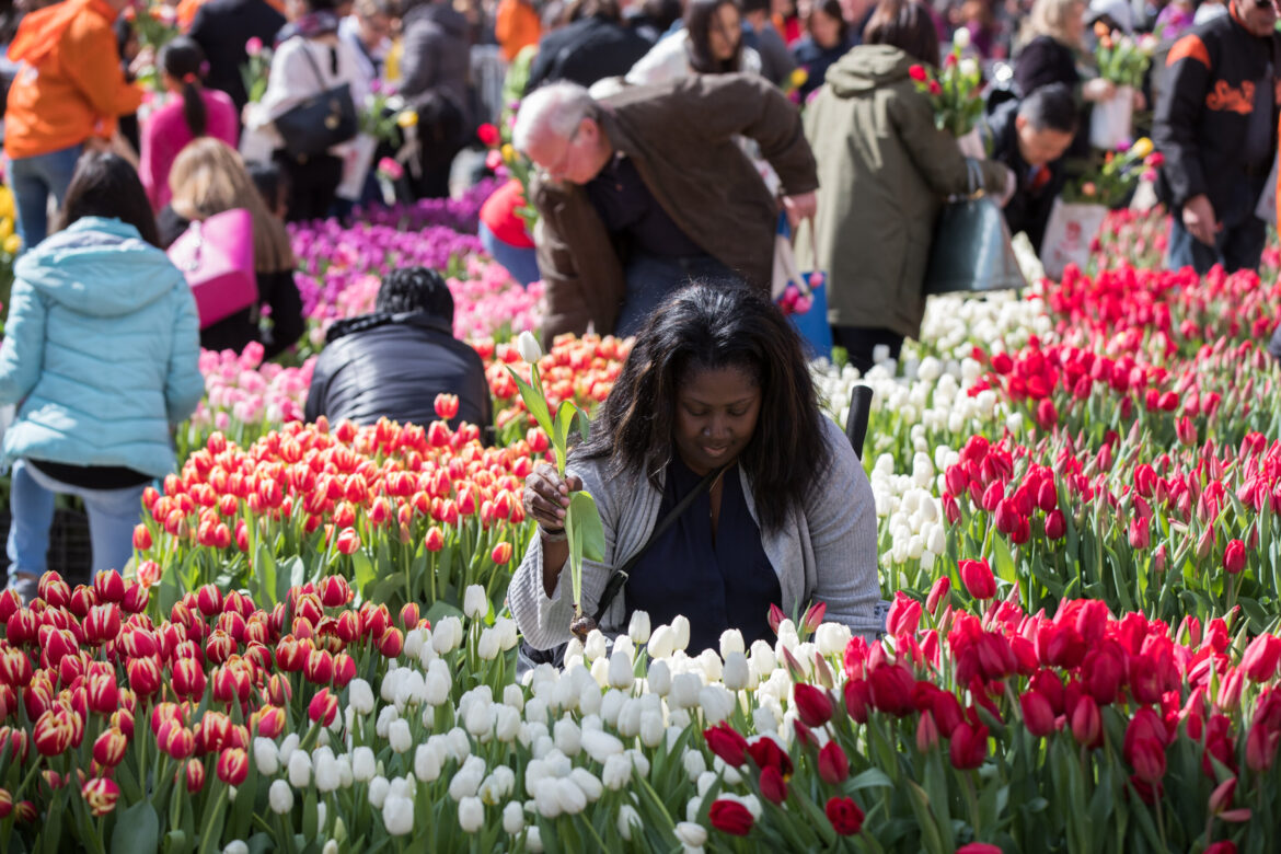 The National Mall Is Transforming Into a Massive Tulip Garden in March American Tulip Day