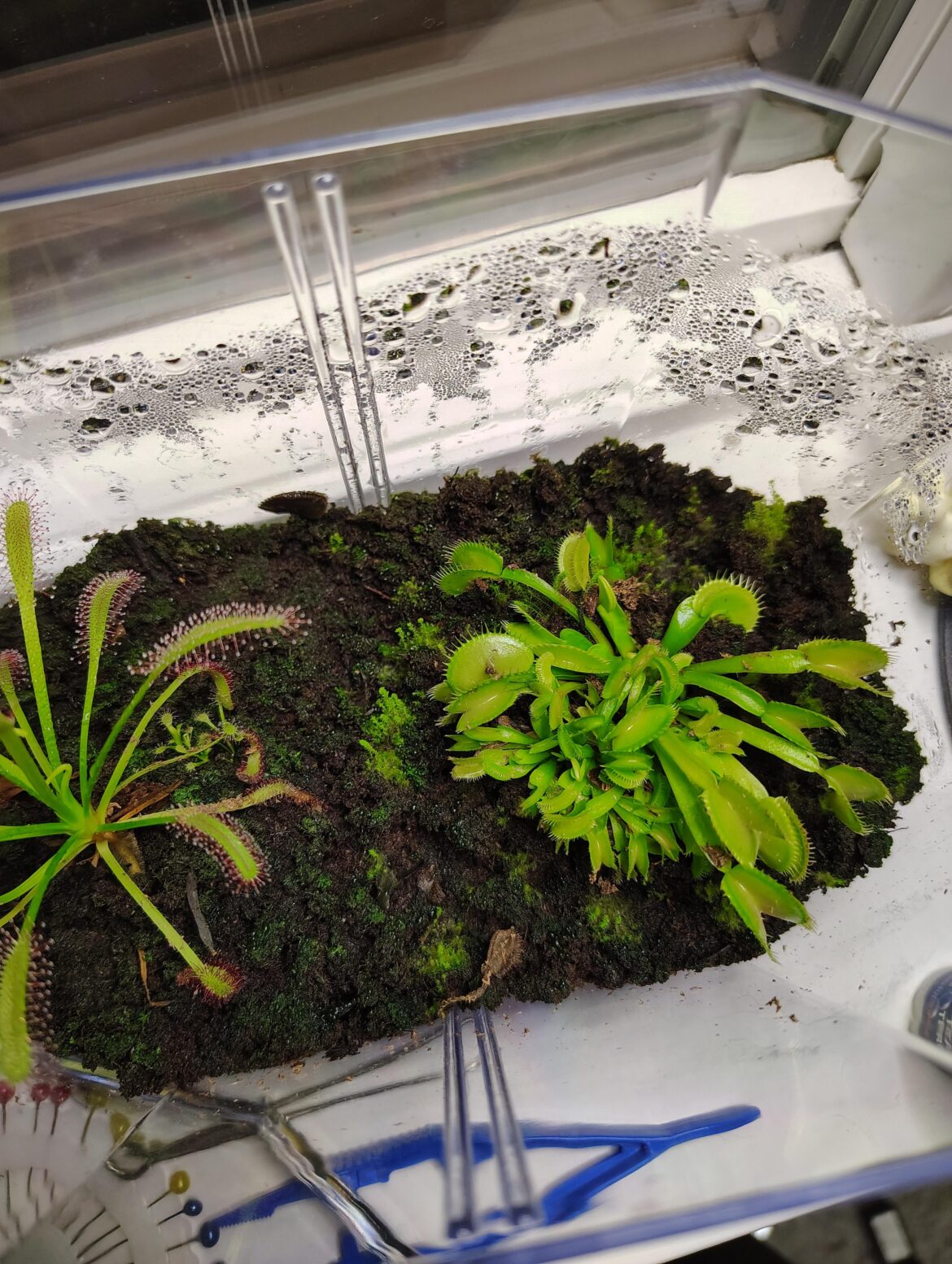 Moss in my Venus fly trap/sundew enclosure?
