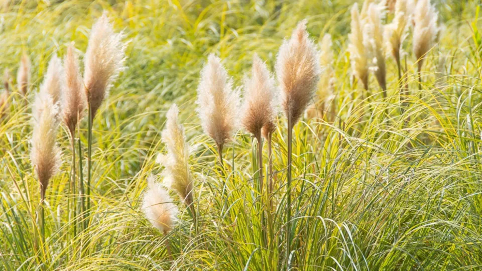 Pampas Grass Cortaderia selloana in a garden sunlit