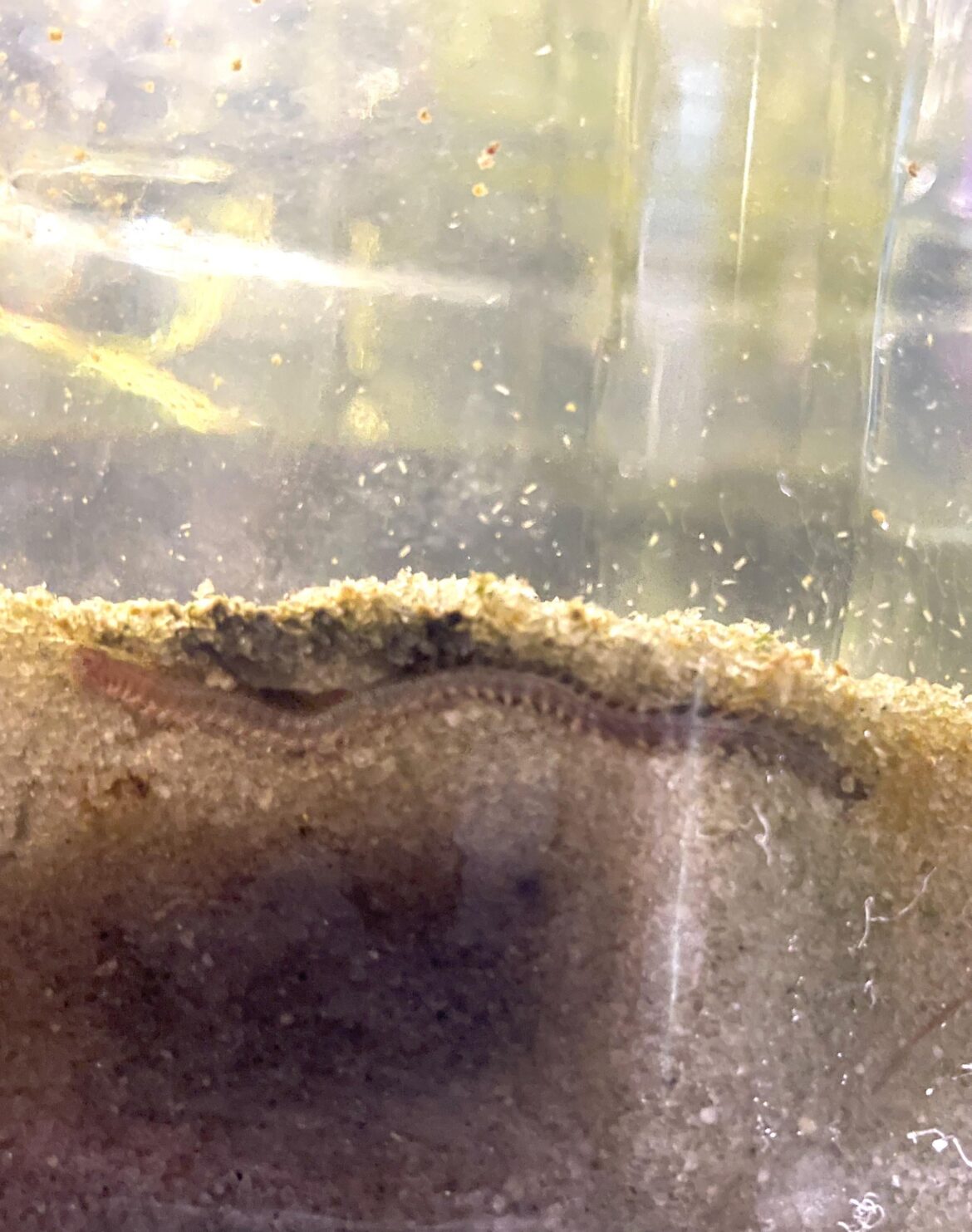 Pensacola jellyfish jar 41 days, polychaete worms have appeared