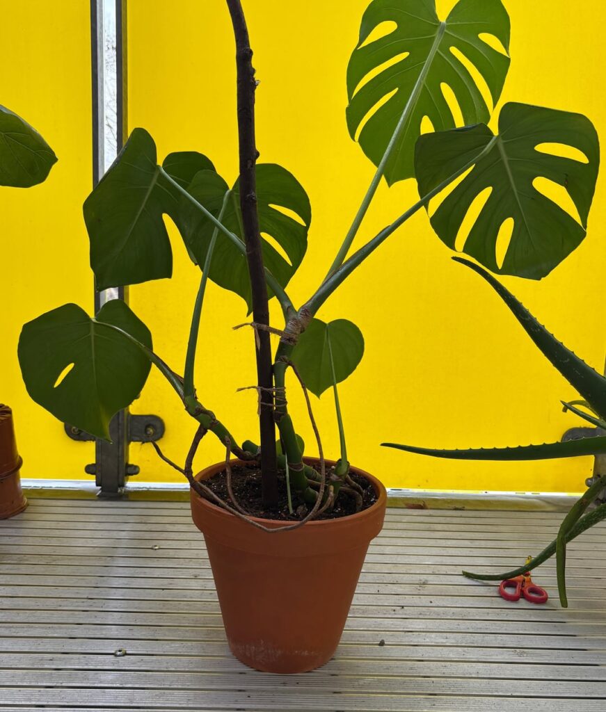 Monstera roots growing out of the vase?