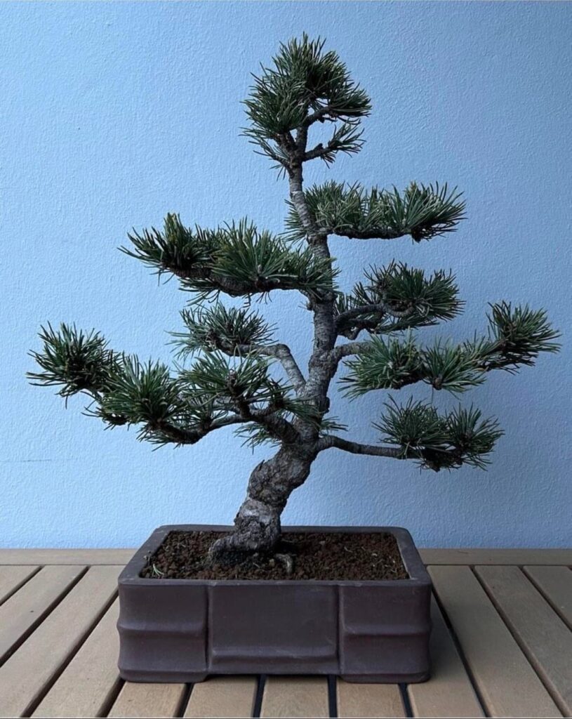 Is this Mugo Pine worth buying it?