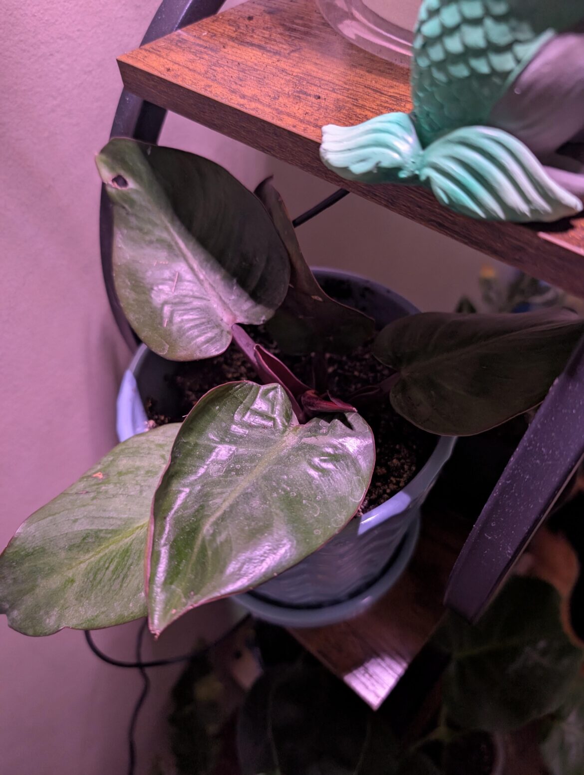 I love my prismacolor Fall leaves philodendron