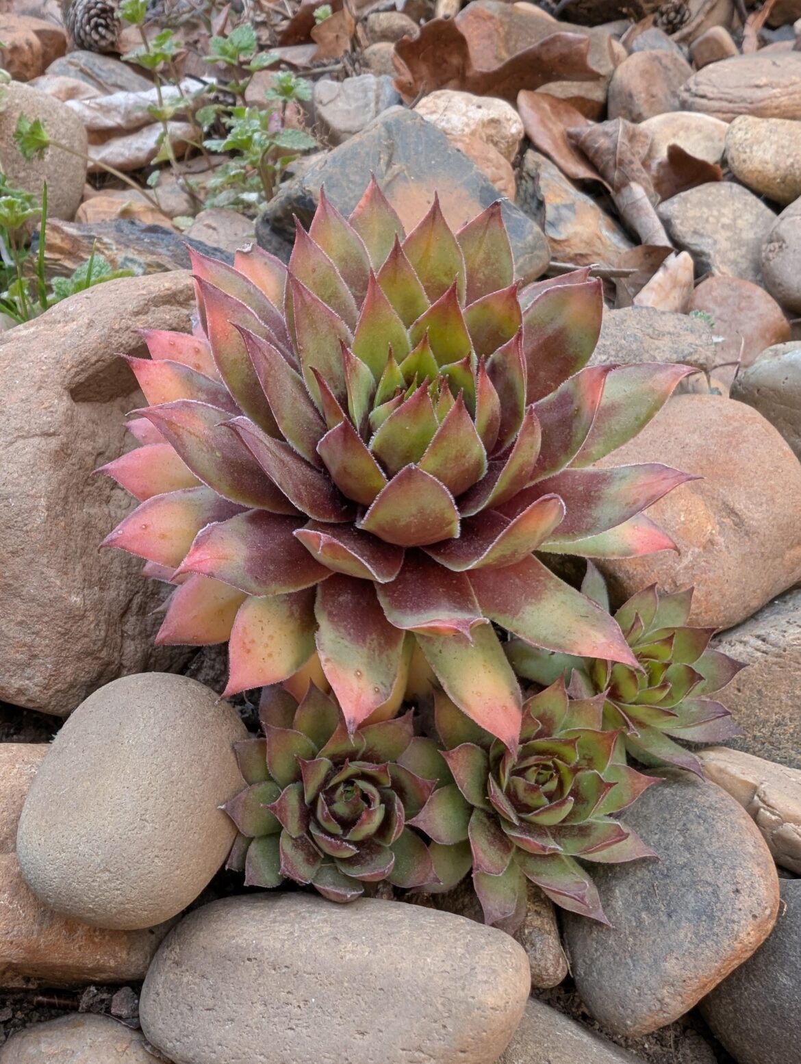 3 weeks ago he was buried under 3 feet of snow. Now look.