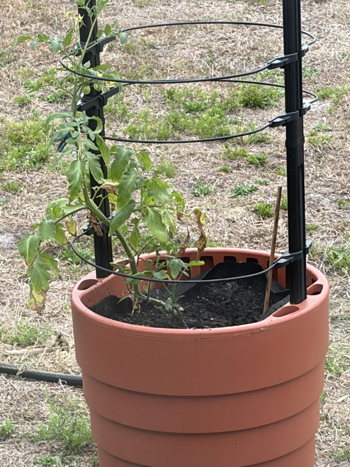 What’s up with my tomato? What’s up with my tomato?