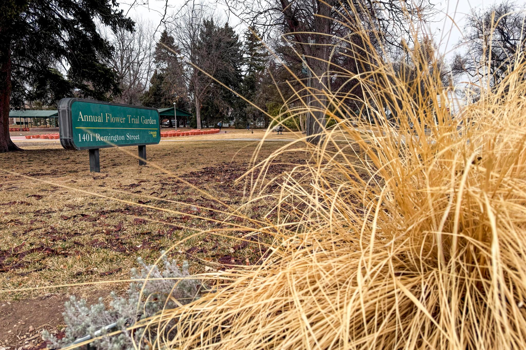 A sign seen behind a tall yellow shrub reads "Annual Flower Trial Garden."