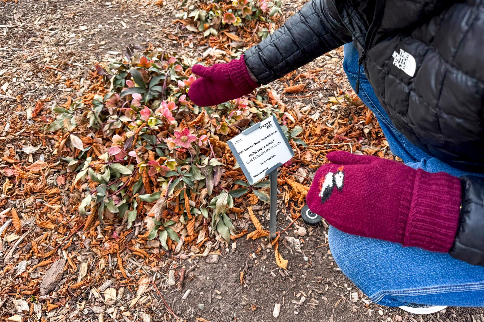 A mittened hand reaches down to a little shrub of green leaves, with a few pink flowers growing on top.