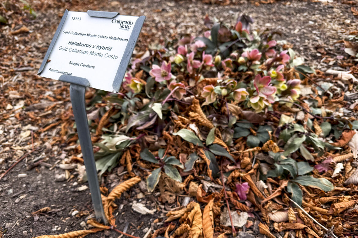 How to protect your yard during a record warm and dry season