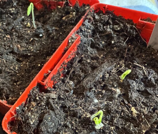 26Seedlingeggplant27feb.jpg 26Seedlingeggplant27feb.jpg