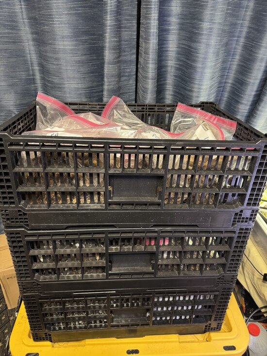 26dahliatuberscominginsideonacoldnight20feb.jpg 26dahliatuberscominginsideonacoldnight20feb.jpg