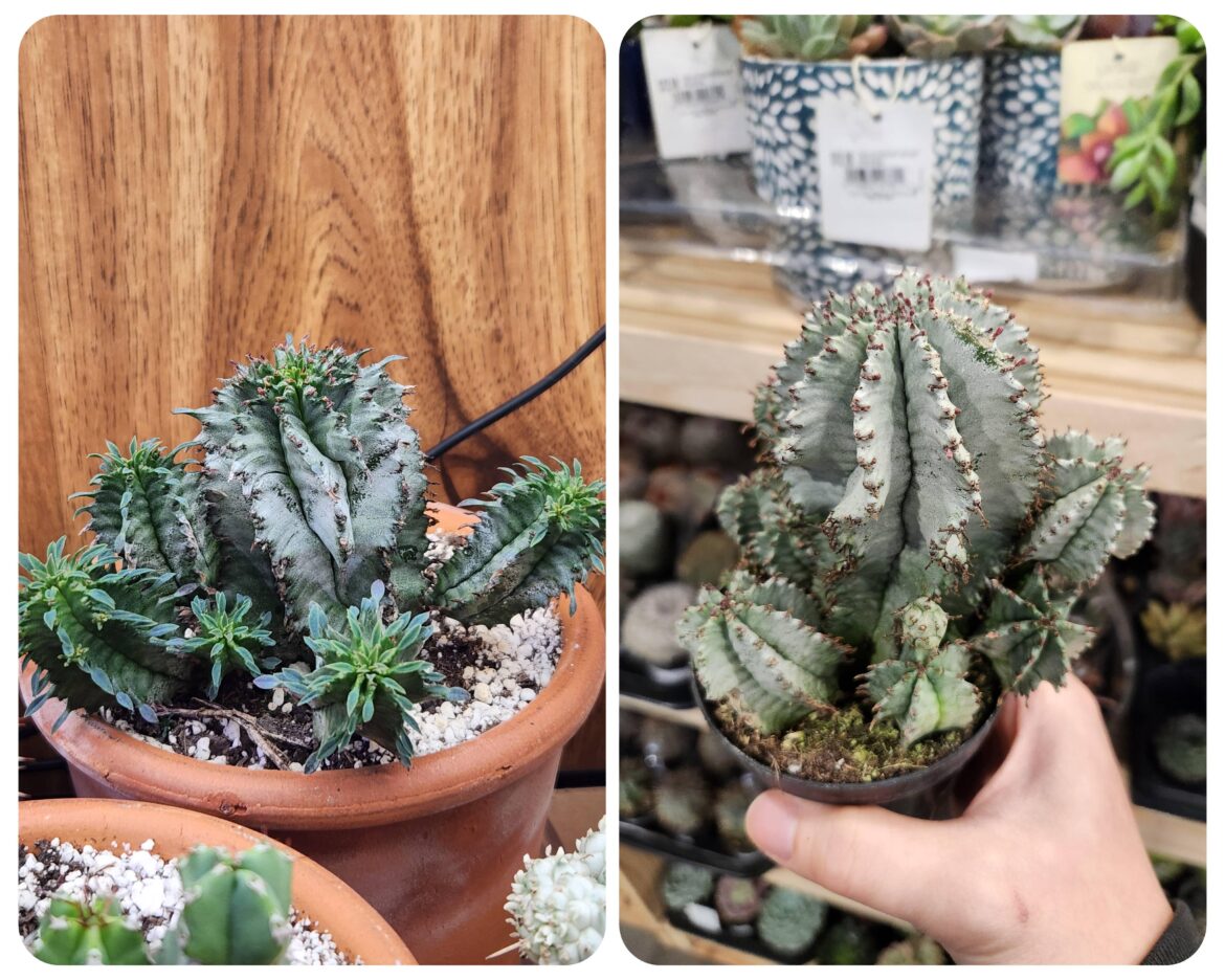 Are these 2 the same?