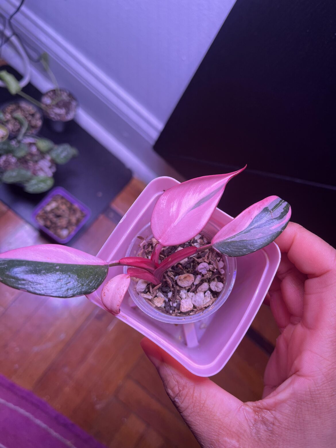 How do I get more green on my PPP?