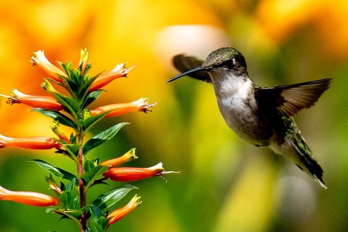 cuphea hummingbird plants for full sun