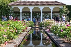 People enjoying roses at David Austin roses at Albrighton, Shropshire 