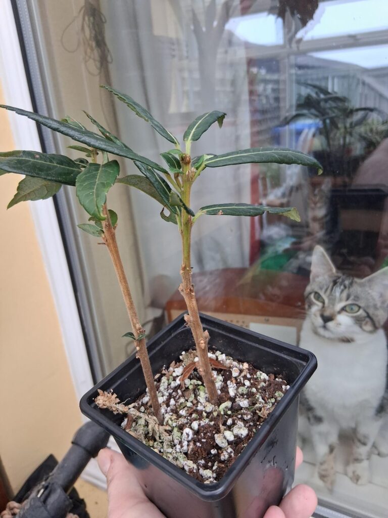 Crinodendron hookerianum cuttings rooted & potted up