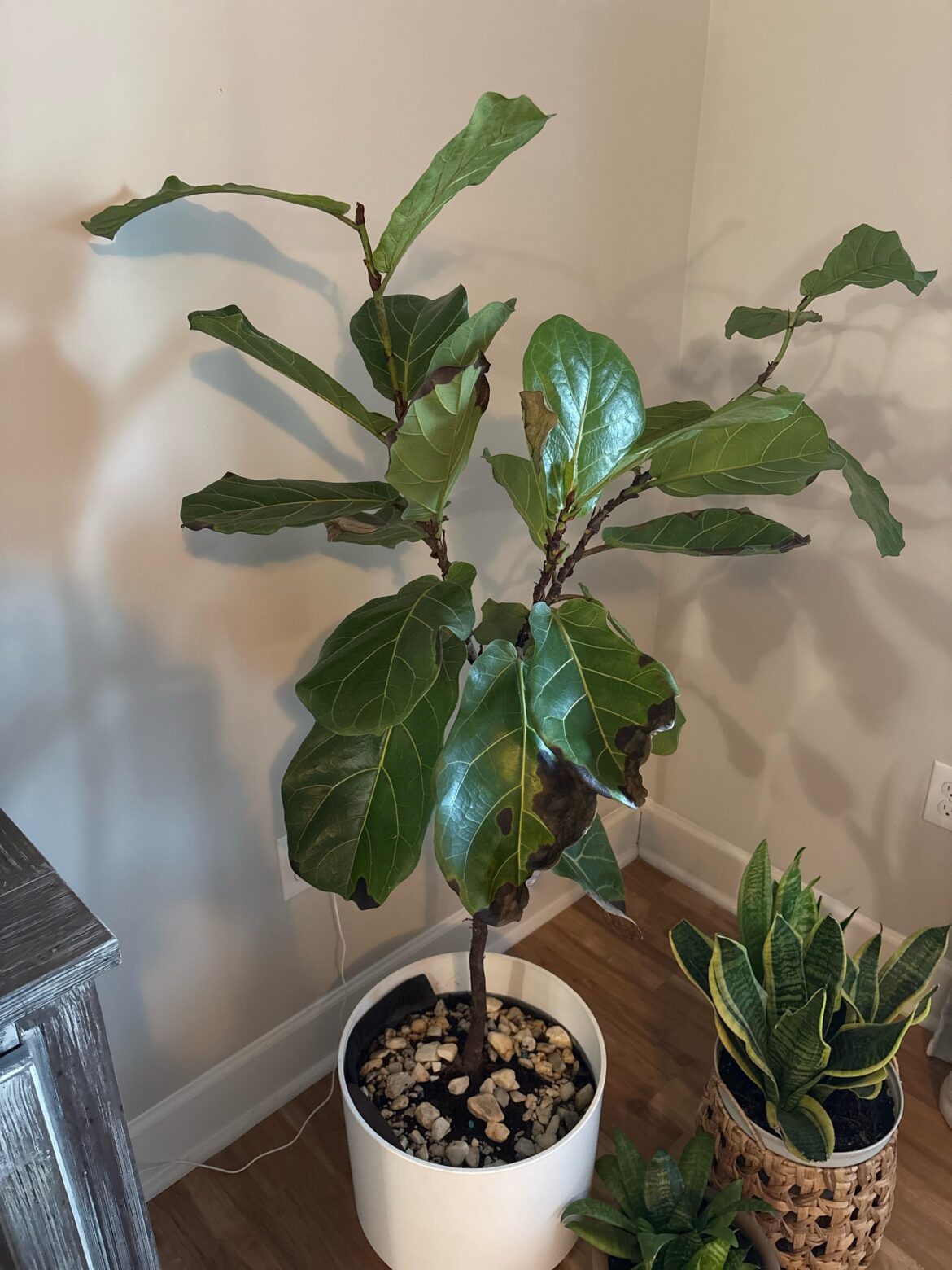 Fiddle Help