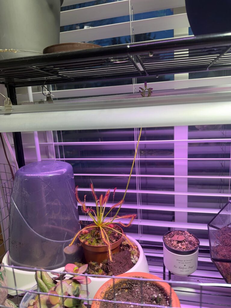 This flower stalk needs to chill