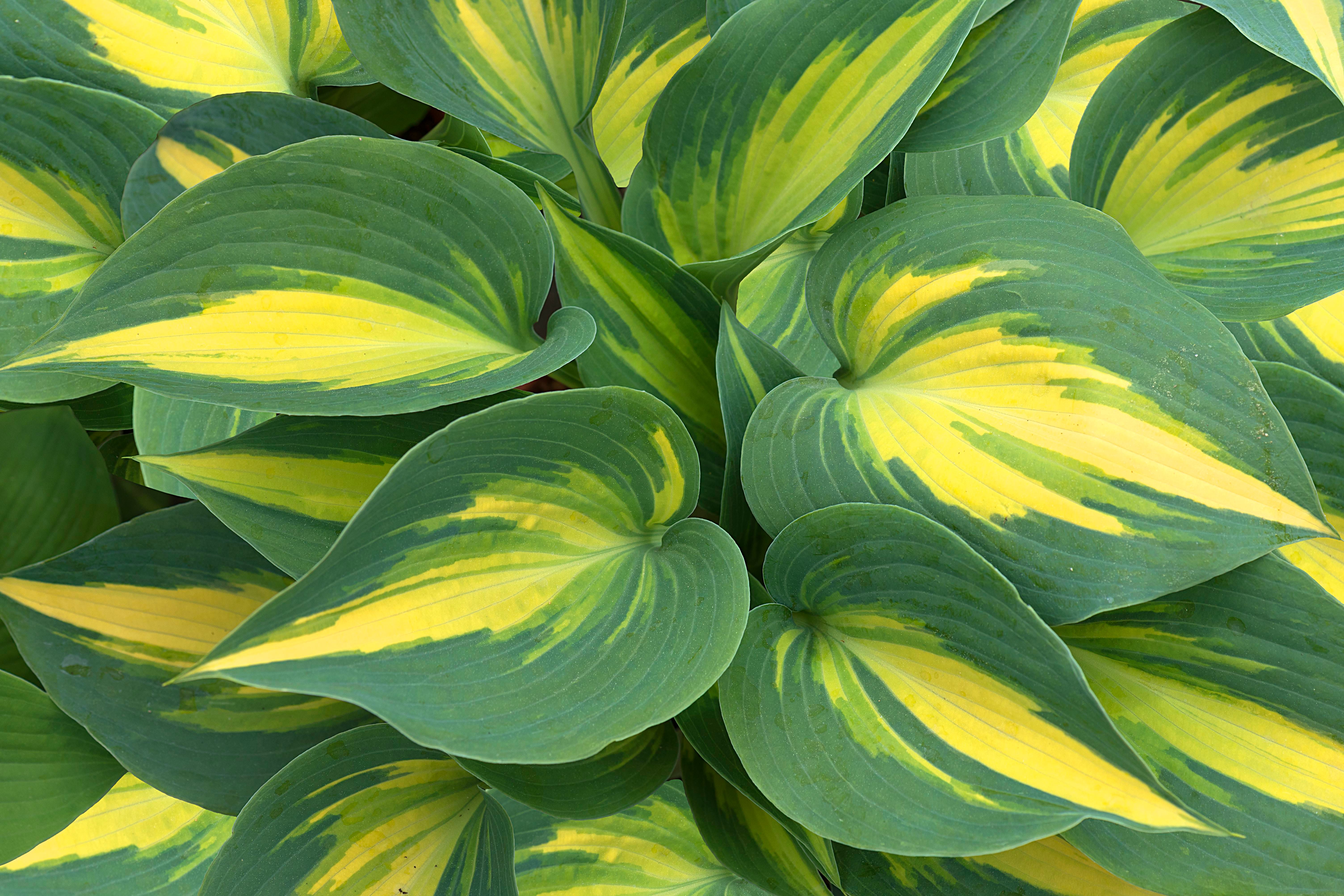 Leaves of a Hosta sieboldiana, Great Expectations, Botanical Garden, Erlangen, Middle Franconia, Bavaria, Germany