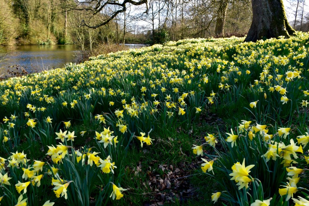 Brilliant daffodil gardens to visit in spring