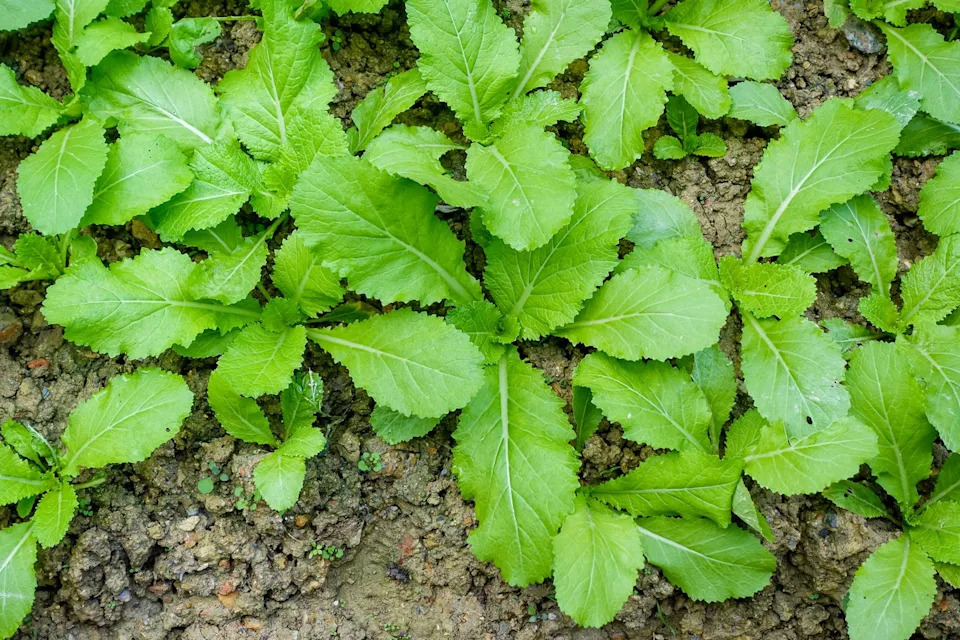 Photo credit: VU PHAM VAN - Getty Images