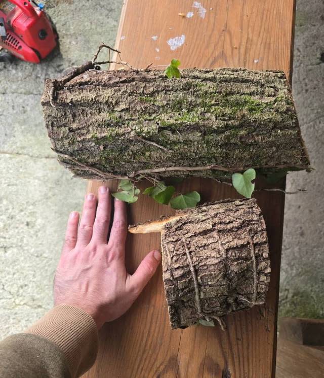 One Redditor discovered some particularly girthy ivy climbing the trees around their home and shared before-and-after photos.