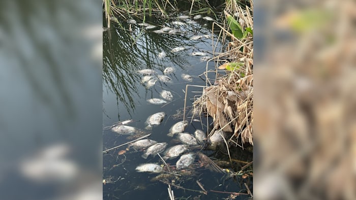 Dead fish found along Lake Apopka shoreline in Winter Garden Dead fish found along Lake Apopka shoreline in Winter Garden