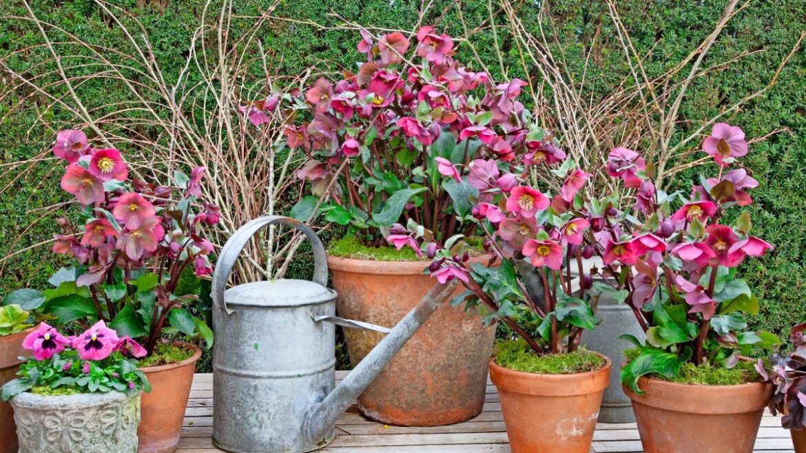 Why you can never have too many hellebores