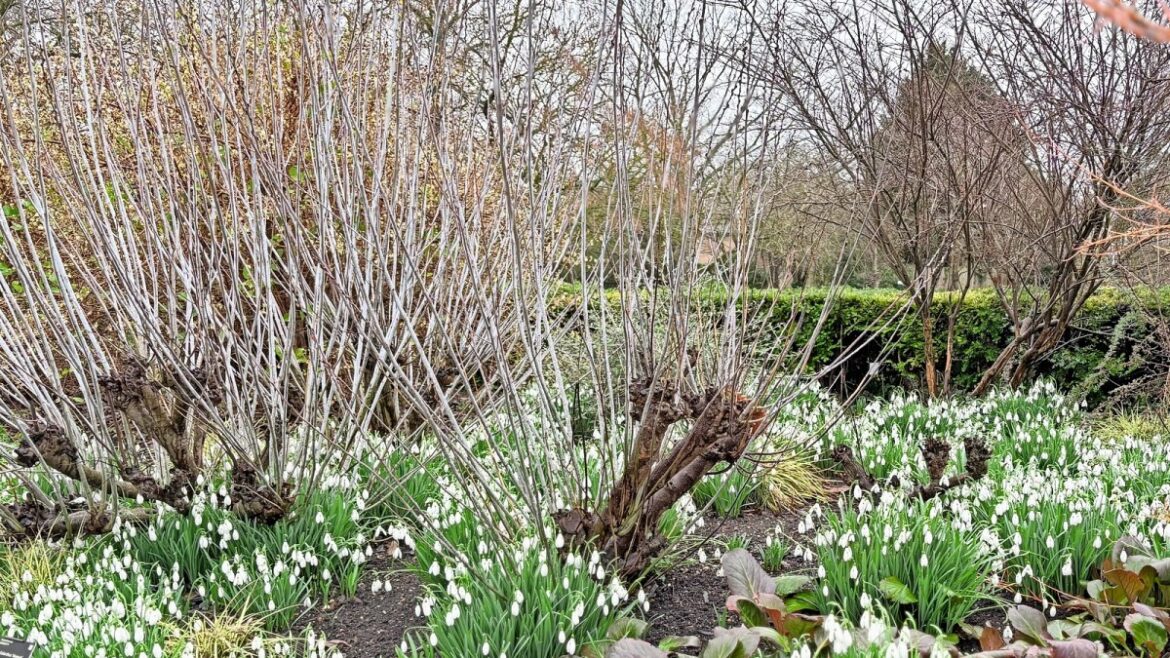 Four clever plant combinations to use now Four clever plant combinations to use now