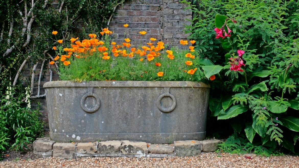 My top ‘bombproof’ plants for beginner gardeners My top ‘bombproof’ plants for beginner gardeners